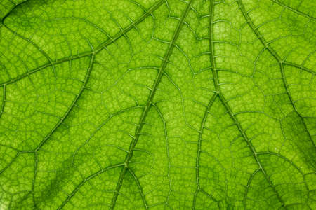 Big green leaf with many leaf veins