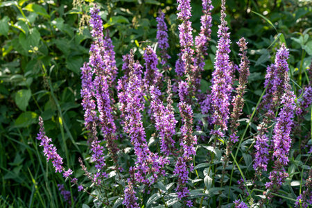 Fly on violet flower on the green field of the parkの写真素材