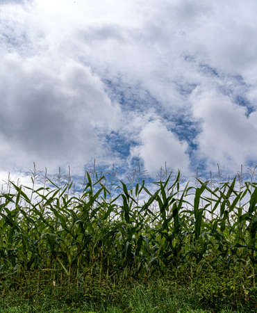 Big green field of corn and the cloudy sky