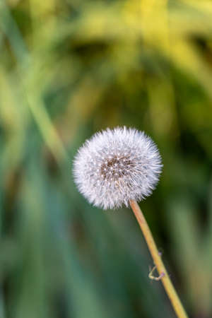 White dandelion blowball on the green meadow