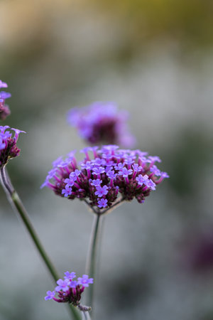 Flower with many violet blossoms on the green field