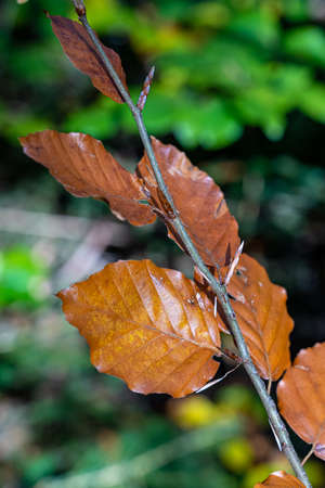 Brown leaves on a branch of a tree in the wood