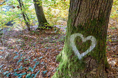 White heart written on the trunk of a tree in the middle of the forestの写真素材