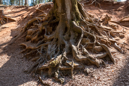 Big roots of a high and old tree