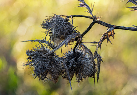 Dry thistle on the field and blurred backgroundの写真素材