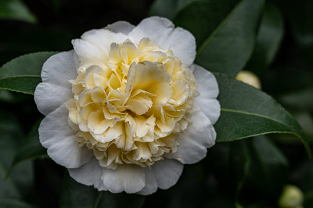 White flowers and green leaves all aroundの写真素材