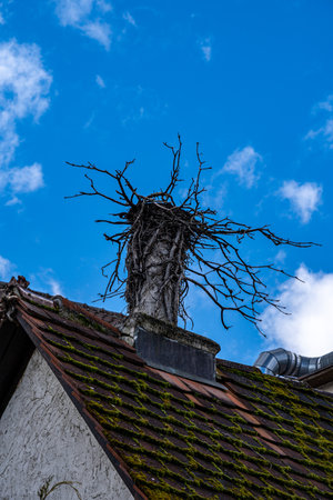 Bird's nest on the mossy roof of an old buildingの写真素材