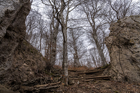 Rocks and trees in the middle of the forestの写真素材