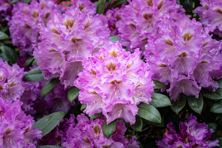 Violet flowers in the middle of the wildflower meadowの写真素材