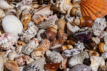 A bowl of colorful sea shells and snail shells