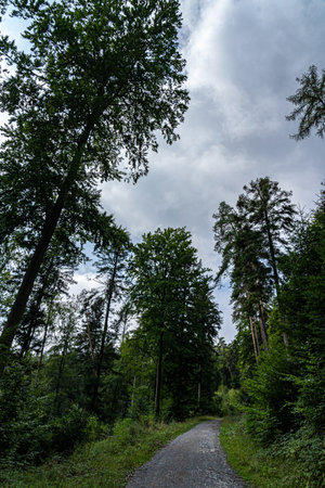 Woodland path through the green and dark forestの写真素材