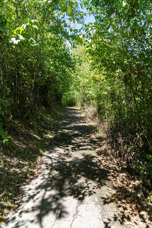 Woodland path through the green and dark forestの写真素材