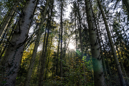 High trees and blue sky in the middle of the forest