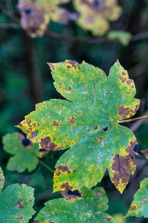 Big green leaf with brown spots, some kind of diseaseの写真素材
