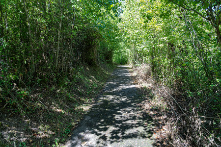Woodland path through the green and dark forestの写真素材