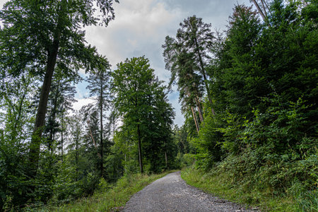 Woodland path through the green and dark forestの写真素材