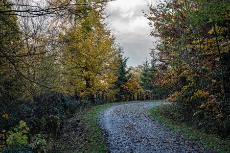 Woodland path through the colorful and dark forestの写真素材