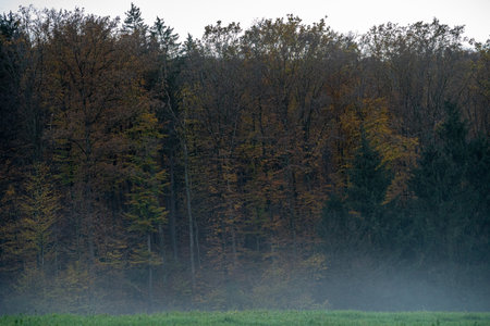 Green meadow nearby the colorful forest with fog and gray skyの写真素材