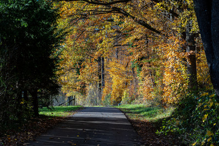 Woodland lane along the colorful autumn forestの写真素材