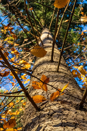Brown tree trunk and black shadows of branches on itの写真素材