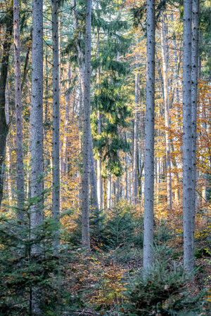 The colorful autumn forest with golden yellow leavesの写真素材