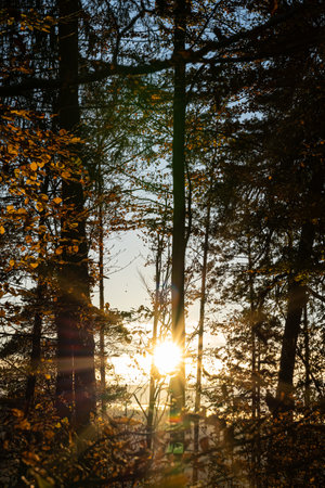 Sunset sun through the trees of the dark forestの写真素材