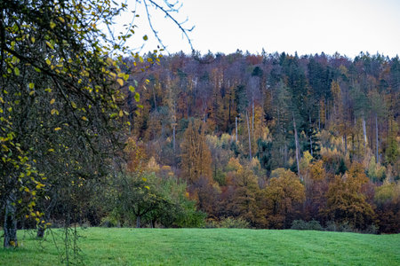 Green meadow nearby the colorful forest and gray skyの写真素材
