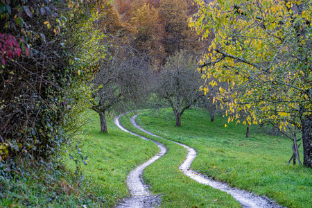 Woodland path through the colorful field of apple treesの写真素材