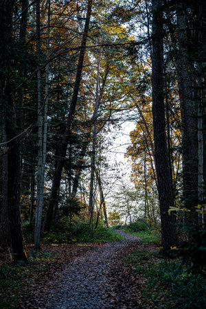 Woodland lane through the colorful autumn forestの写真素材