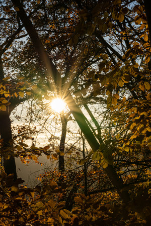Sunset sun through the trees of the dark forestの写真素材