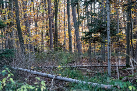 The colorful autumn forest with golden yellow leaves and fallen treesの写真素材