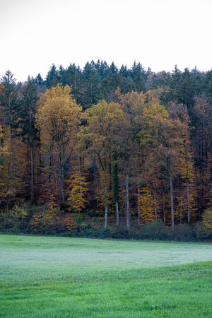 Green meadow nearby the colorful forest and gray skyの写真素材