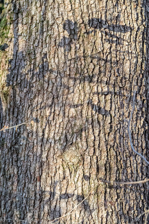 Brown tree trunk and black shadows of branches on itの写真素材