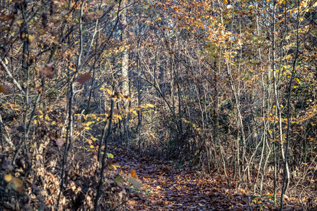 Woodland lane through the colorful autumn forestの写真素材