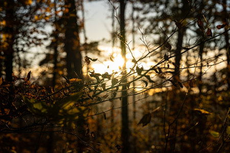Sunset sun through the trees of the dark forestの写真素材