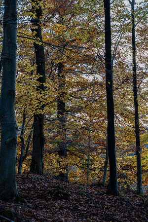 Woodland path through the colorful and dark forestの写真素材