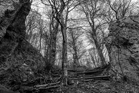 Rocks and trees in the middle of the forest (b/w)のeditorial素材