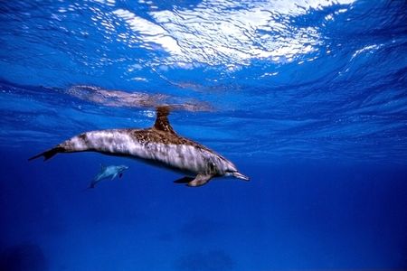 dolphinsの写真素材