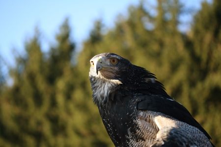 Steppe Eagle  ( Aquila nipalensis )の写真素材