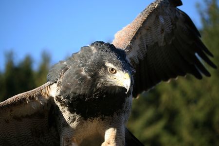 Steppe Eagle  ( Aquila nipalensis )の写真素材