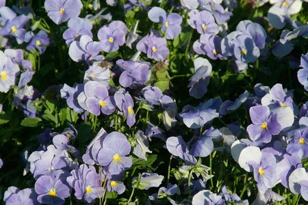 bed of violaの写真素材