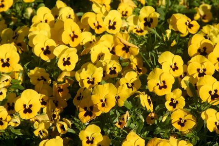 bed of violaの写真素材