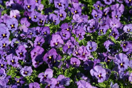 bed of violaの写真素材