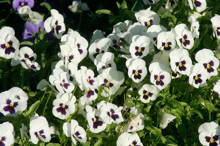 bed of violaの写真素材