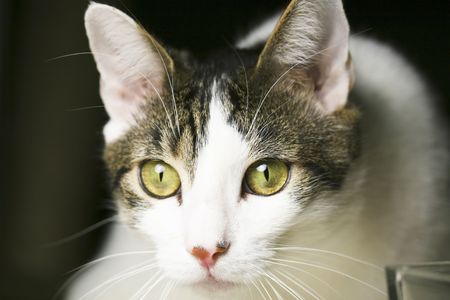 Picture of a watchful house catの写真素材