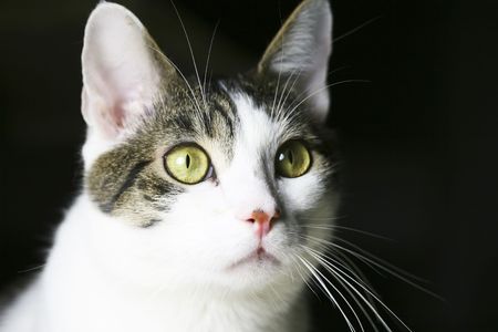 Picture of a watchful house catの写真素材