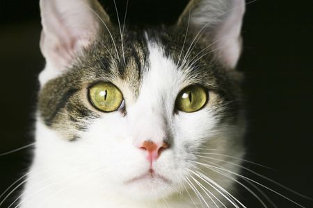 Picture of a watchful house catの写真素材