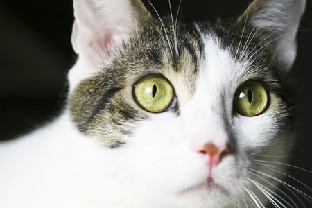 Picture of a watchful house catの写真素材