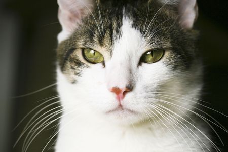 Picture of a watchful house catの写真素材