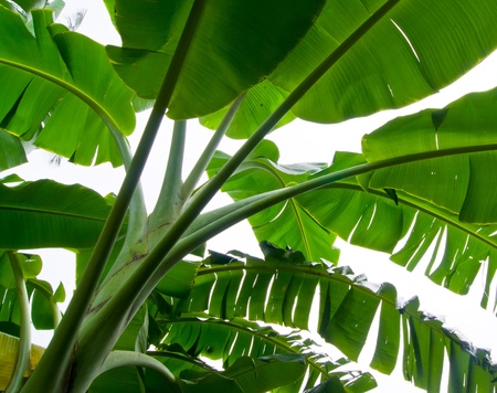Banana leaf isolated on white background の写真素材